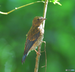 在庫のオオルリ若②