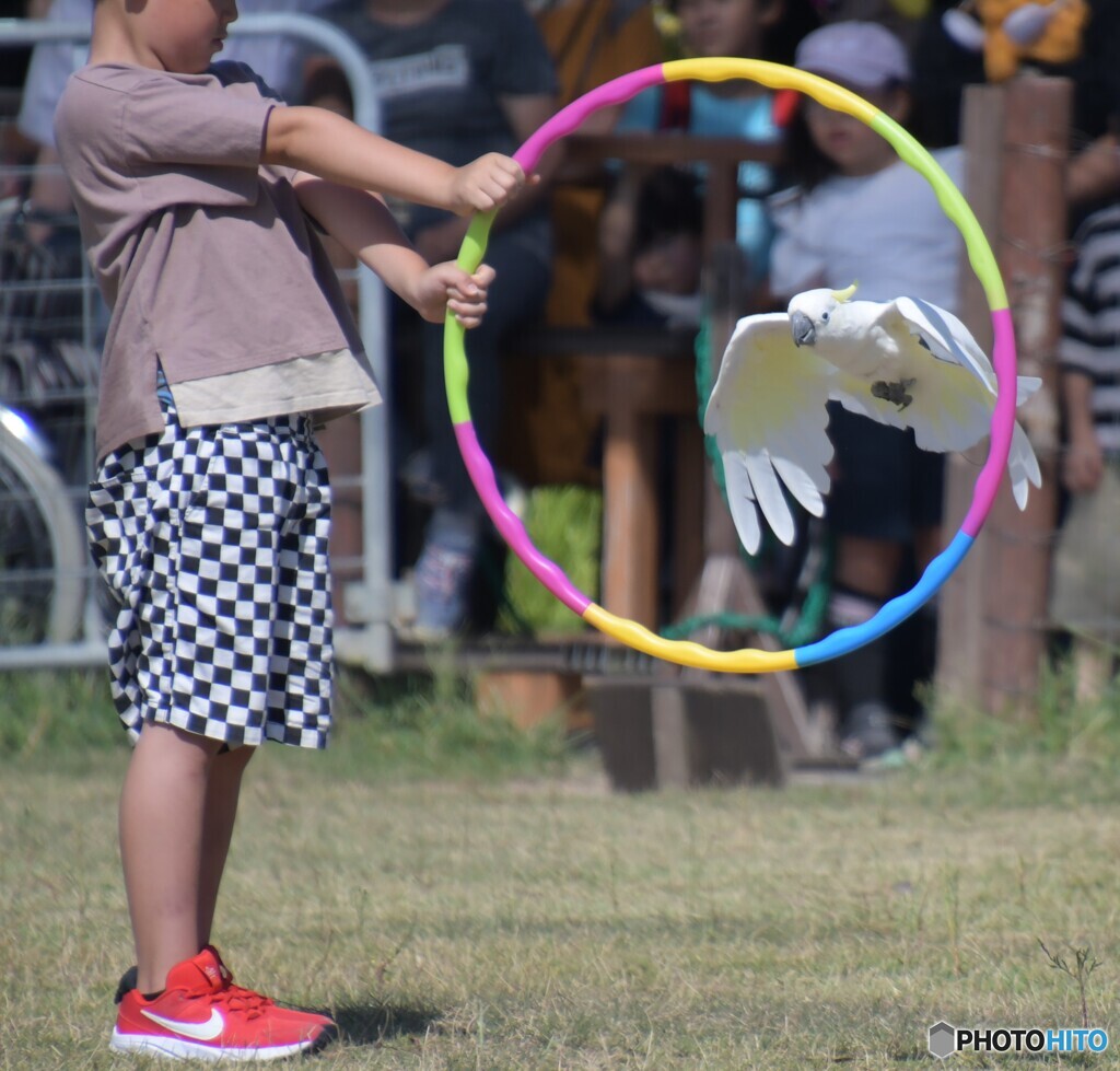 バードショー⑩