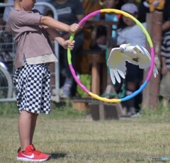 バードショー⑩