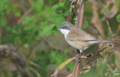 迷鳥コノドジロムシクイⅥ