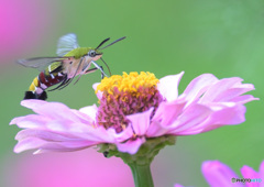 在庫のオオスカシバ