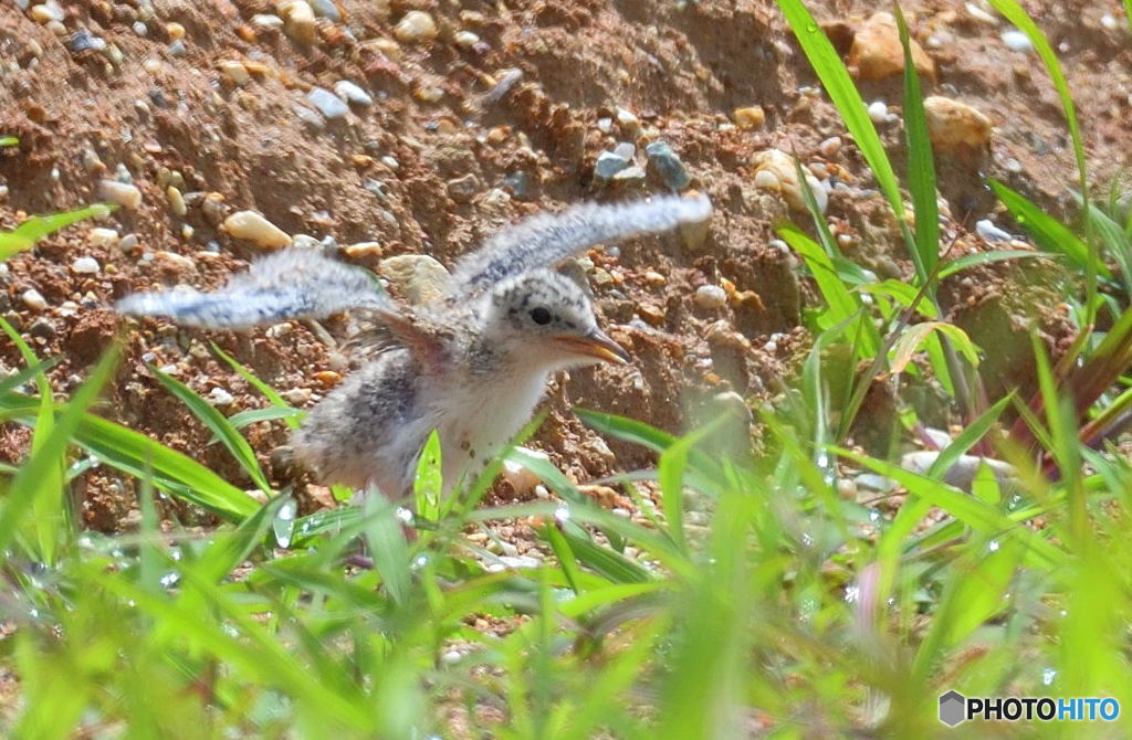 コアジサシのヒナ