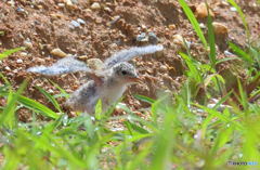 コアジサシのヒナ