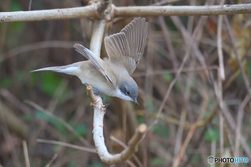 迷鳥コノドジロムシクイⅡ