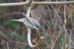 迷鳥コノドジロムシクイⅡ