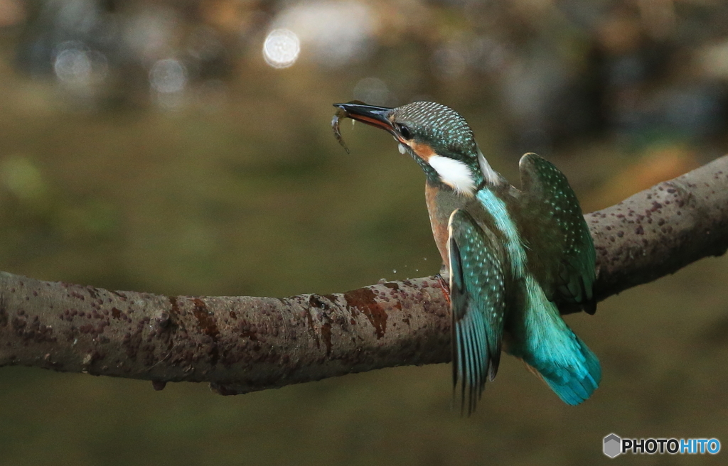 小魚を獲って帰還