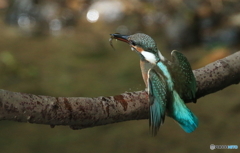 小魚を獲って帰還