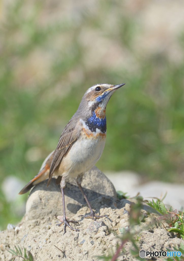 オガワコマドリ2021⑦