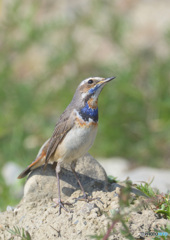 オガワコマドリ2021⑦