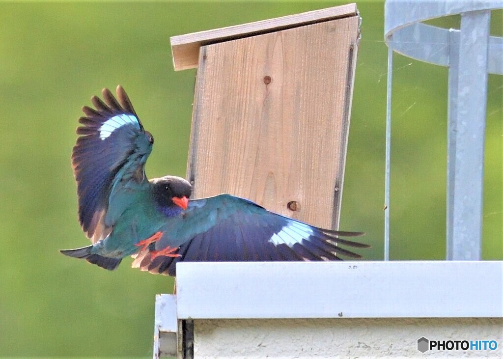ブッポウソウのタッチダウン