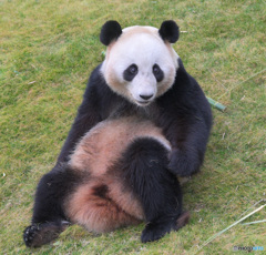 和歌山のパンダさん②