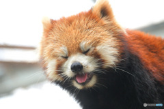 テヘペロ