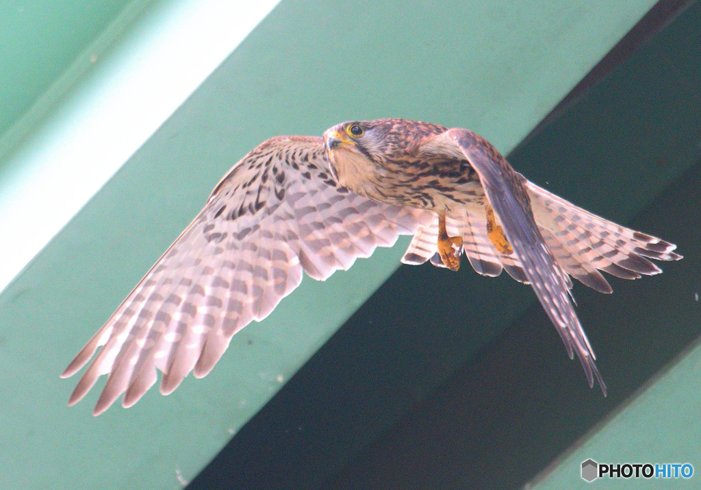 チョウゲンボウの飛び出し