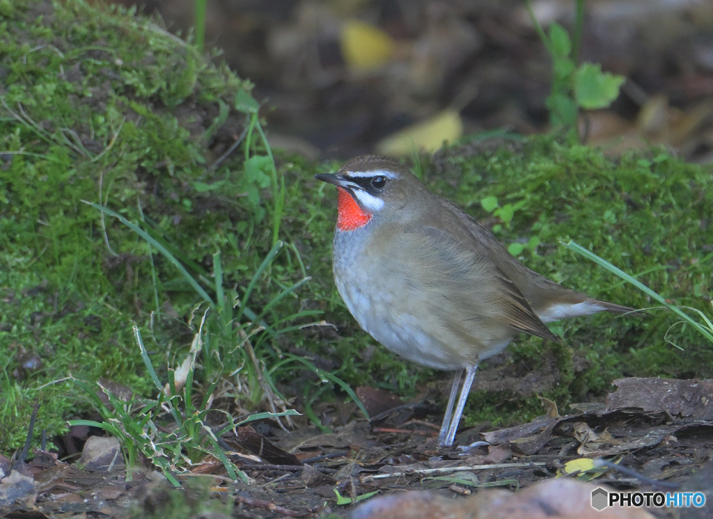 本日のノゴマ君