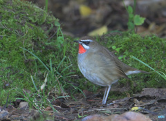 本日のノゴマ君