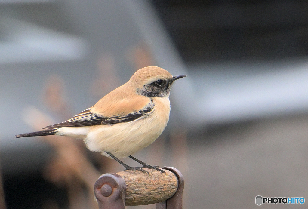 初めてのサバクヒタキ⑧