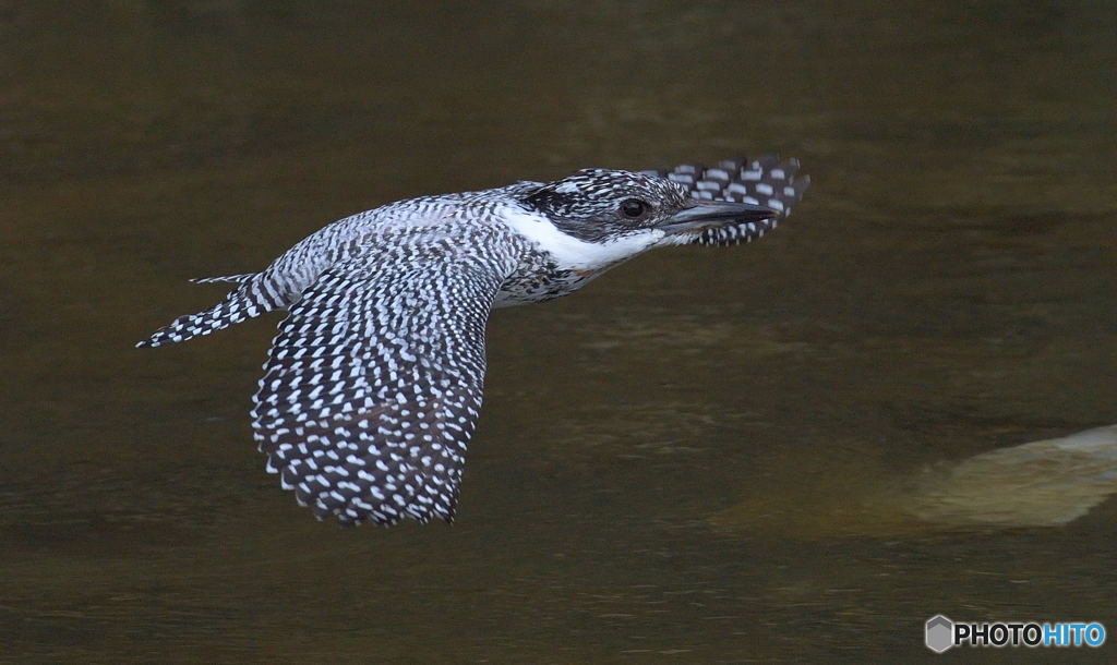 眼下を行く若い♂