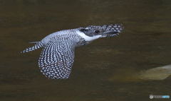 眼下を行く若い♂