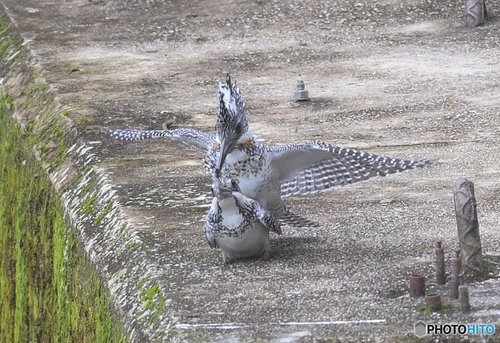 ヤマセミのカップル③
