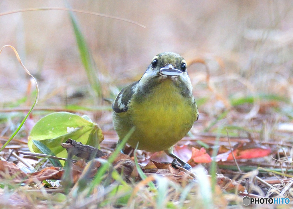 迷鳥キバラガラⅦ