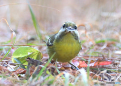 迷鳥キバラガラⅦ