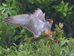 アカアシチョウゲンボウA