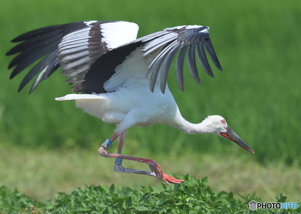 コウノトリの飛び出し