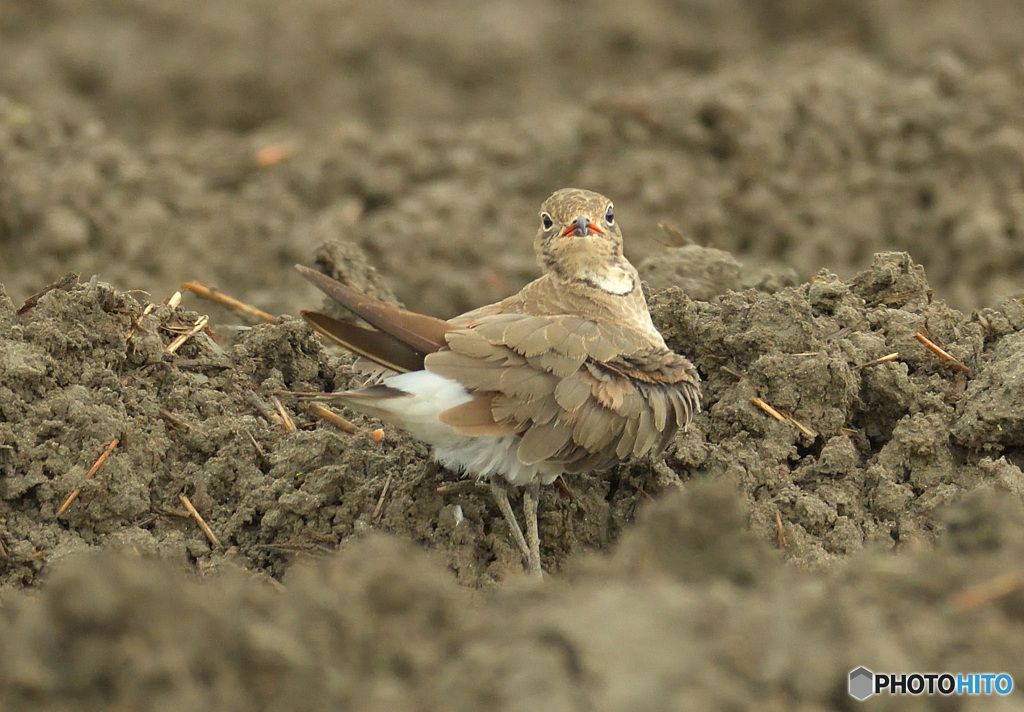 見返りツバメチドリ