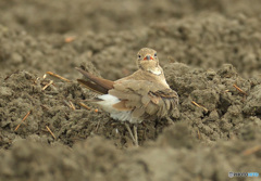 見返りツバメチドリ