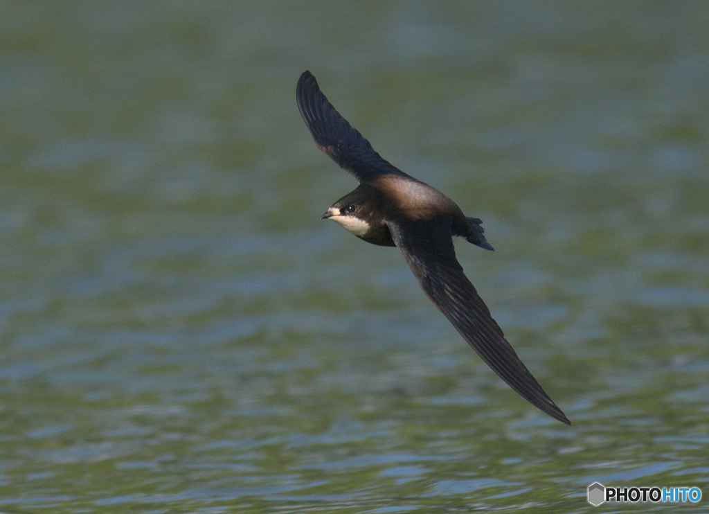 ハリオアマツバメ2022㉞