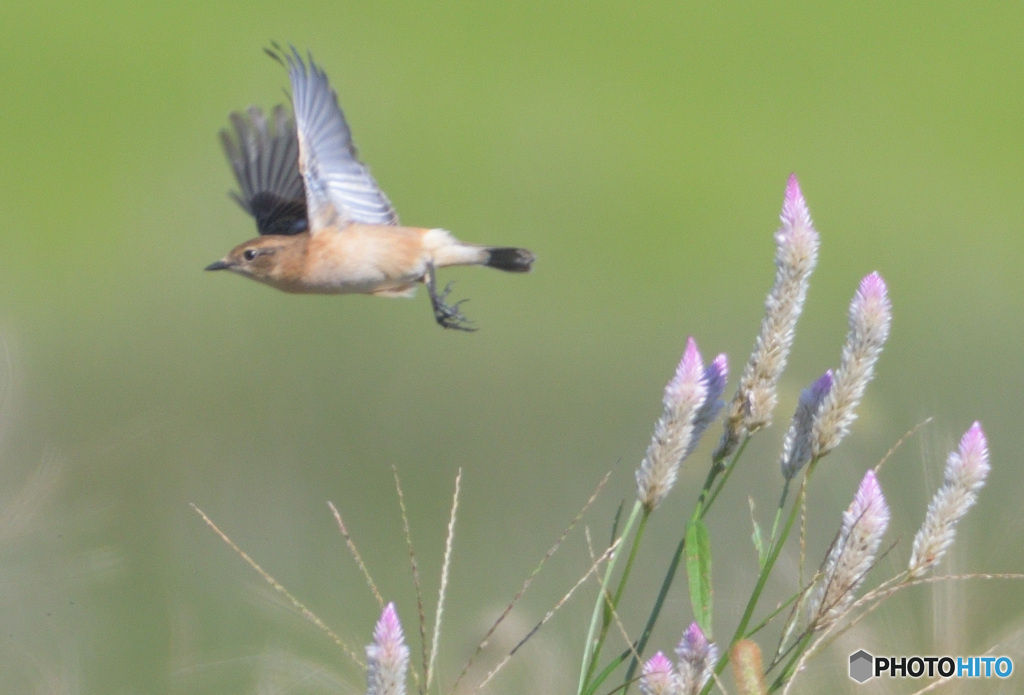 ノゲイトウにノビタキ②