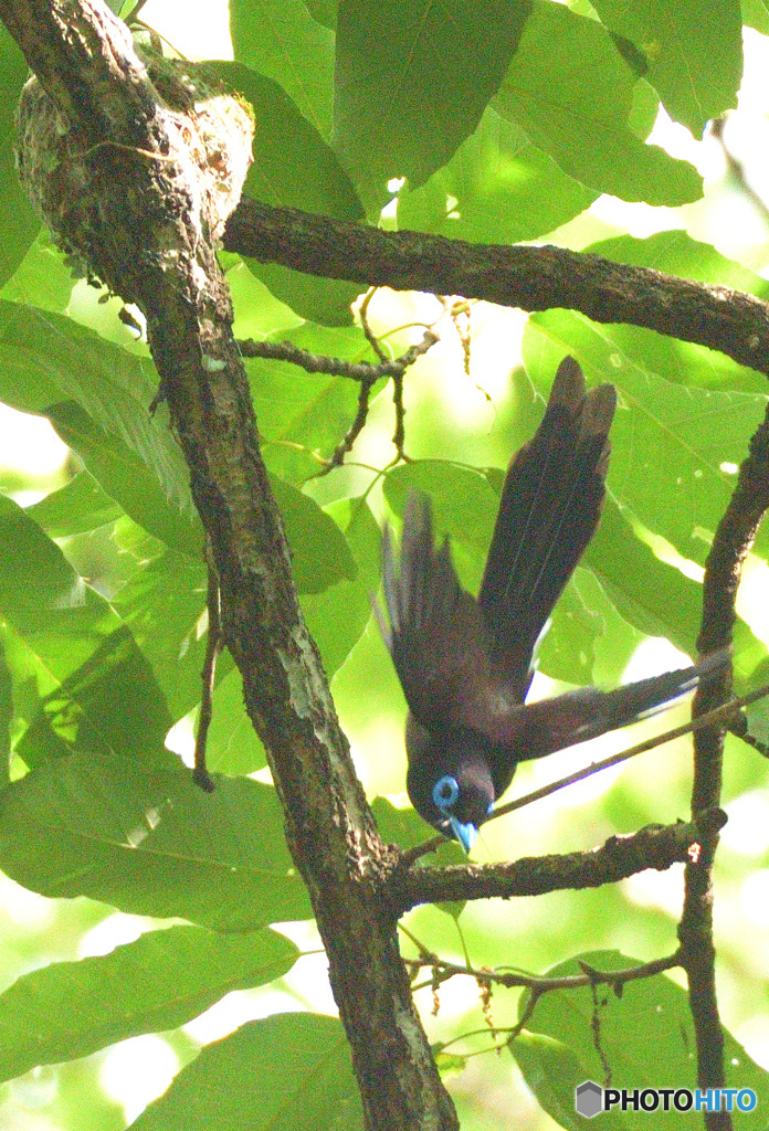 ひらりサンコウチョウⅢ