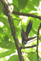 ひらりサンコウチョウⅢ