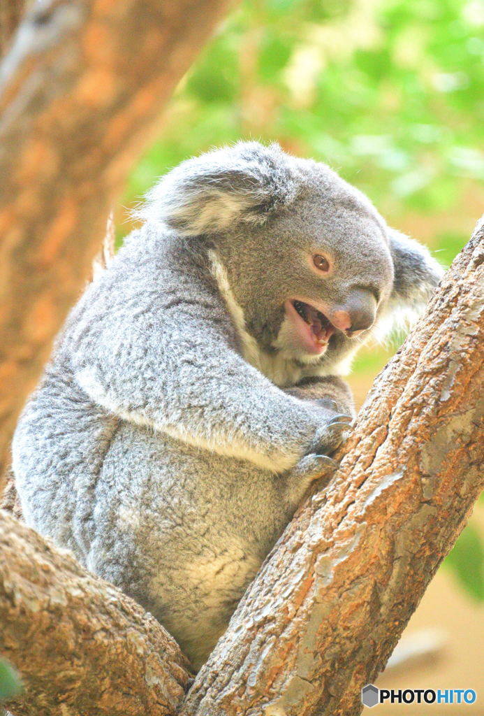 つぶやきコアラ