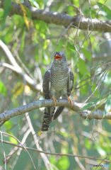 元気なツツドリさん
