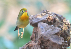 元気なソウシチョウ④