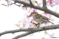 桜のラッパ