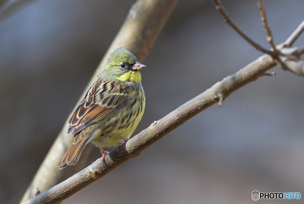 ２月のアオジさん