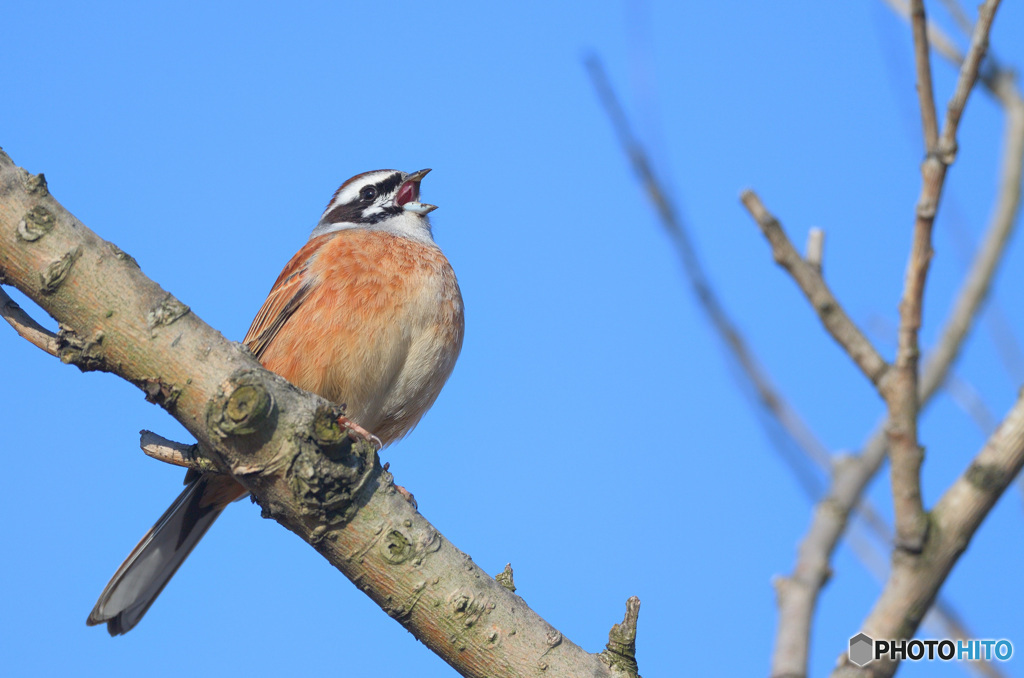 歌うホオジロさん