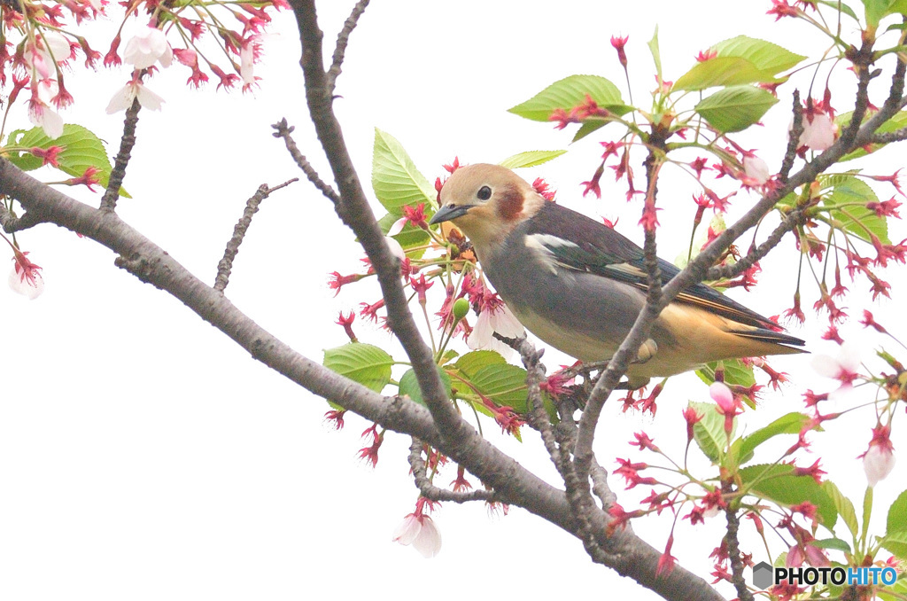 桜にコムクくんⅡ