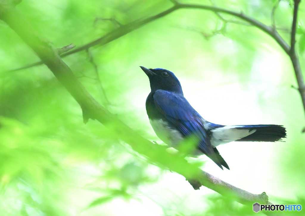 7月のオオルリ君