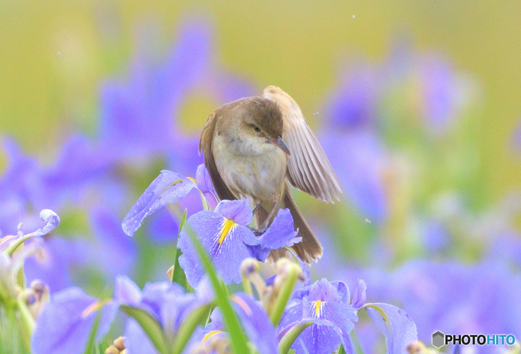 菖蒲にオオヨシキリ㊵