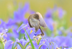 菖蒲にオオヨシキリ㊵
