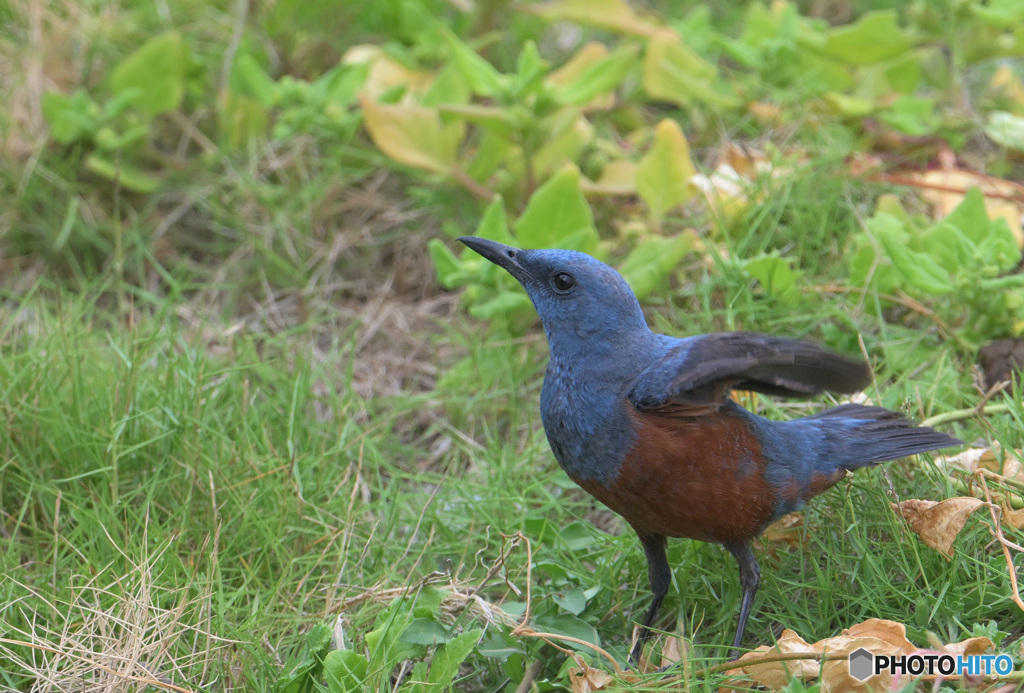在庫のイソヒヨドリ君