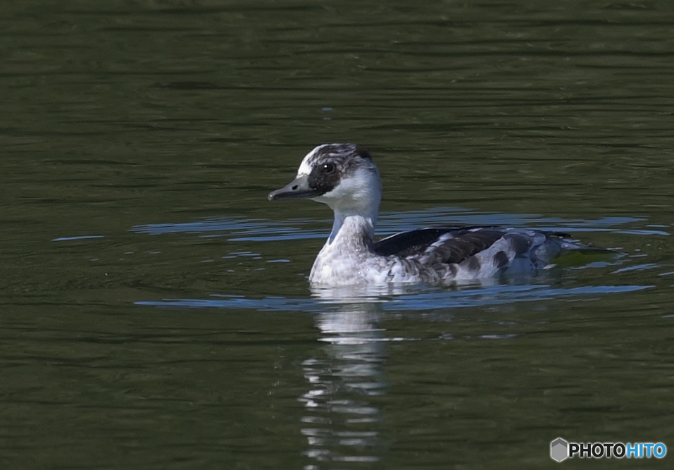 ミコアイサ２０２２②
