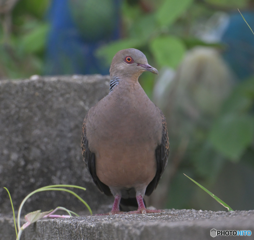 初めてのリュウキュウキジバト