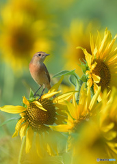 ヒマワリにノビタキ②