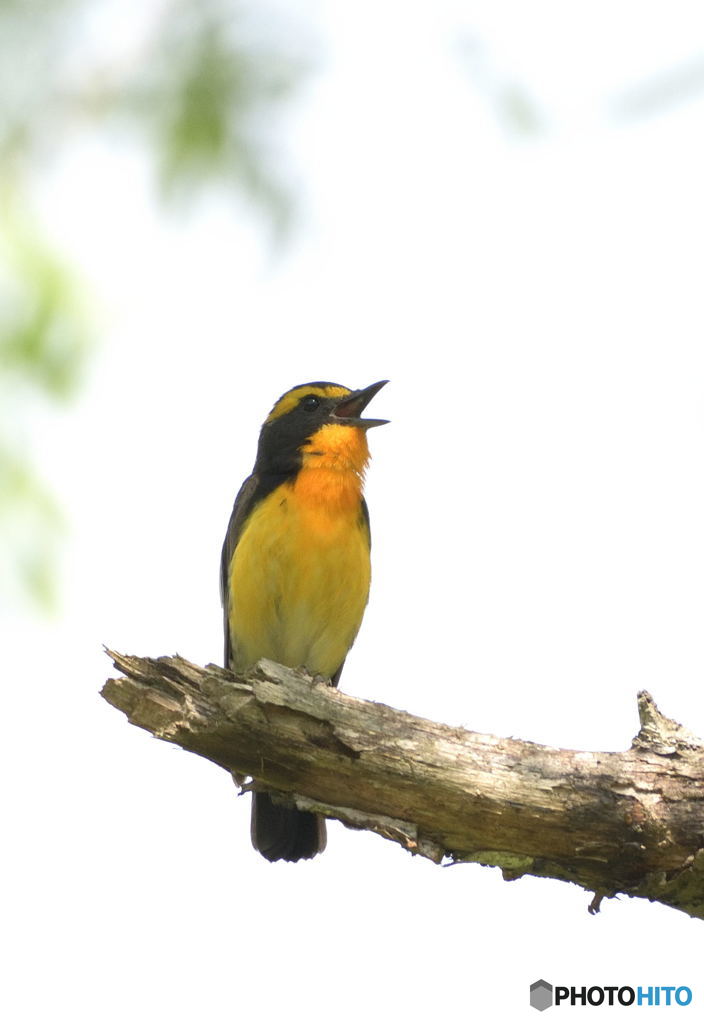 囀るキビタキさん