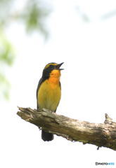 囀るキビタキさん