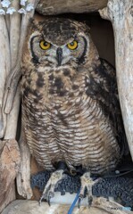 アフリカワシミミズク